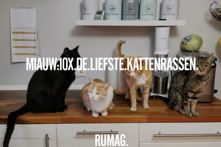 header 10x liefste kattenrassen