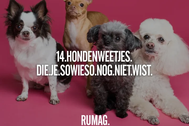 hondenweetjes rumag header blog